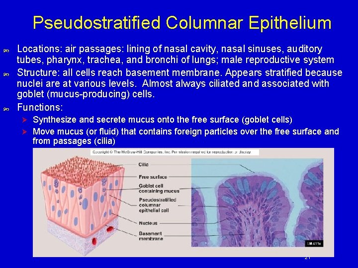 Pseudostratified Columnar Epithelium Locations: air passages: lining of nasal cavity, nasal sinuses, auditory tubes,