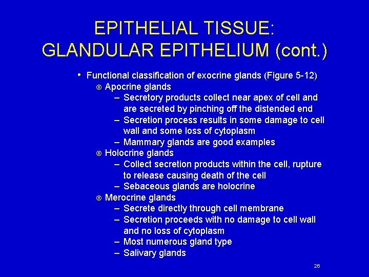 EPITHELIAL TISSUE: GLANDULAR EPITHELIUM (cont. ) • Functional classification of exocrine glands (Figure 5