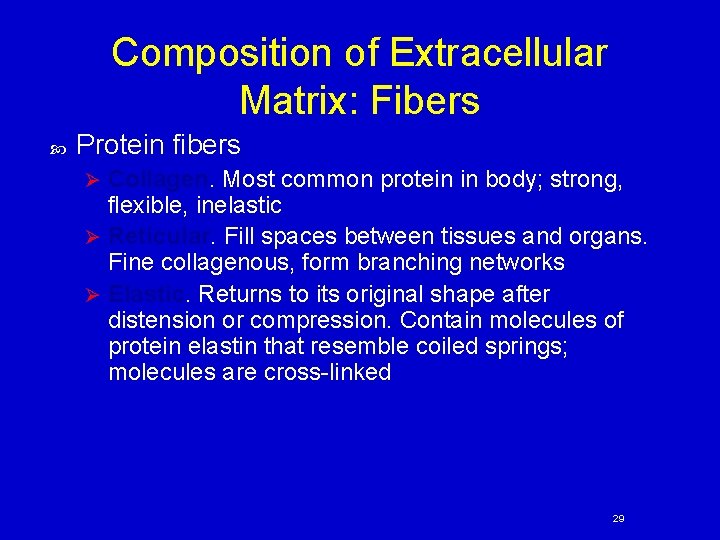 Composition of Extracellular Matrix: Fibers Protein fibers Collagen. Most common protein in body; strong,