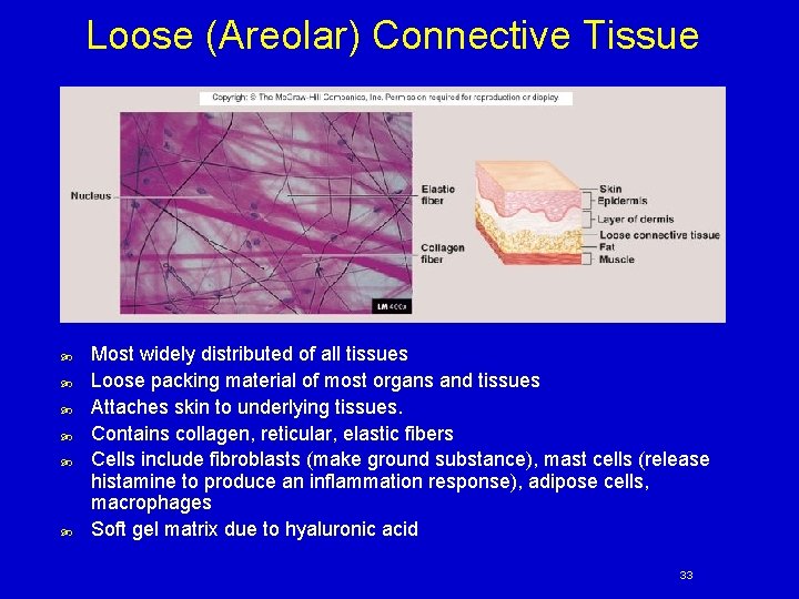 Loose (Areolar) Connective Tissue Most widely distributed of all tissues Loose packing material of