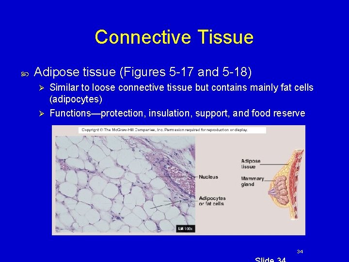 Connective Tissue Adipose tissue (Figures 5 -17 and 5 -18) Similar to loose connective