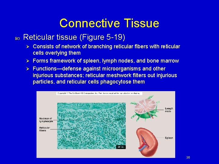 Connective Tissue Reticular tissue (Figure 5 -19) Consists of network of branching reticular fibers