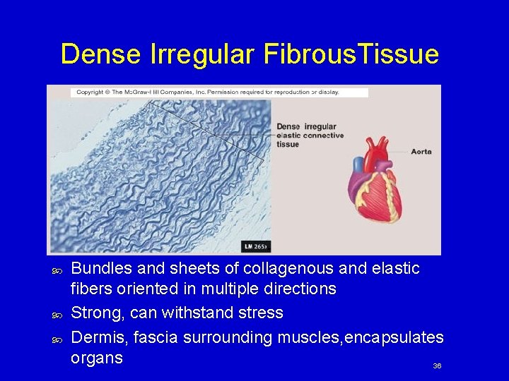 Dense Irregular Fibrous. Tissue Bundles and sheets of collagenous and elastic fibers oriented in
