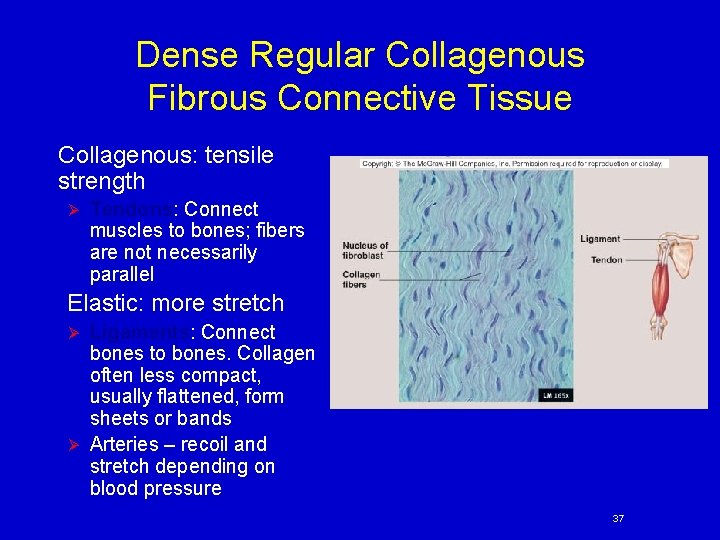 Dense Regular Collagenous Fibrous Connective Tissue Collagenous: tensile strength Ø Tendons: Connect muscles to