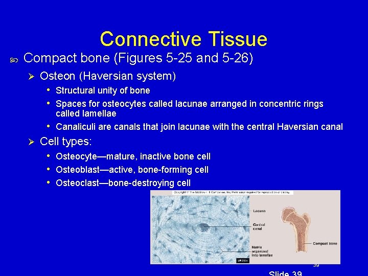 Connective Tissue Compact bone (Figures 5 -25 and 5 -26) Ø Osteon (Haversian system)