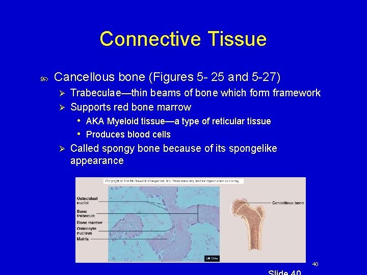 Connective Tissue Cancellous bone (Figures 5 - 25 and 5 -27) Trabeculae—thin beams of