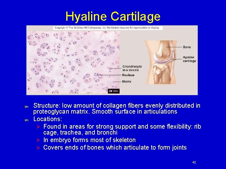 Hyaline Cartilage Structure: low amount of collagen fibers evenly distributed in proteoglycan matrix. Smooth