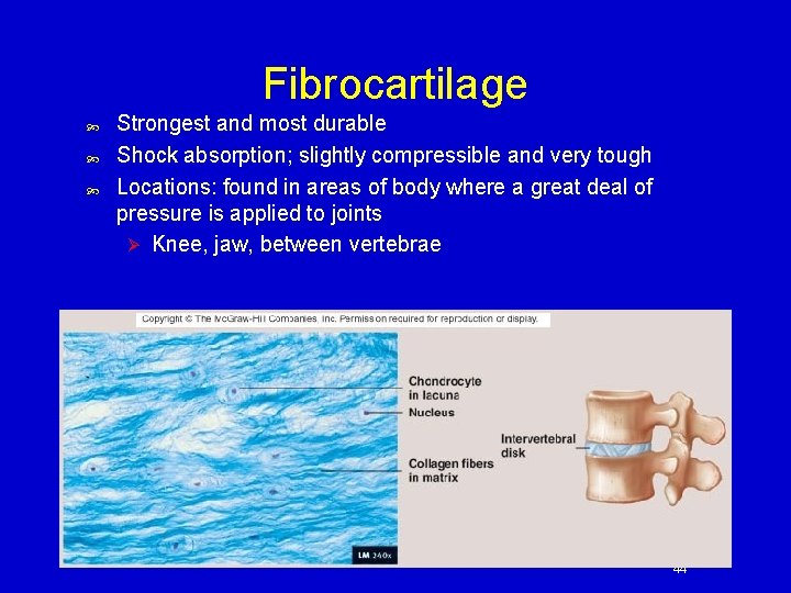 Fibrocartilage Strongest and most durable Shock absorption; slightly compressible and very tough Locations: found