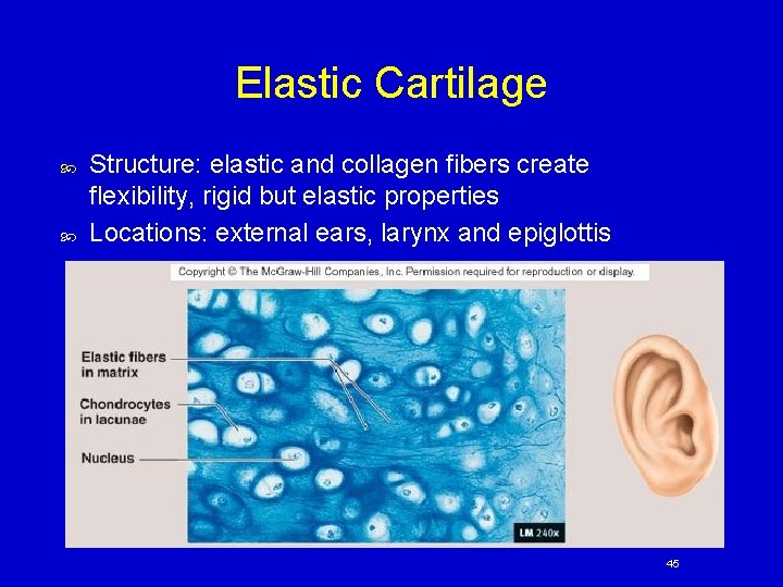 Elastic Cartilage Structure: elastic and collagen fibers create flexibility, rigid but elastic properties Locations: