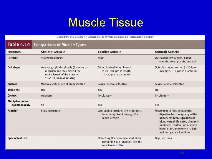 Muscle Tissue 47 