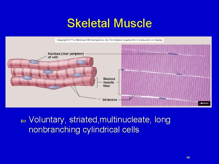 Skeletal Muscle Voluntary, striated, multinucleate, long nonbranching cylindrical cells 48 