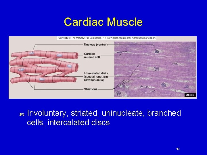 Cardiac Muscle Involuntary, striated, uninucleate, branched cells, intercalated discs 49 