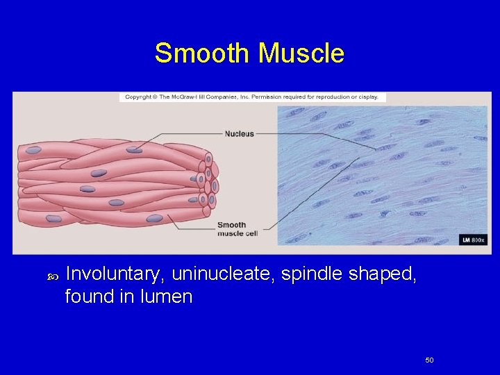 Smooth Muscle Involuntary, uninucleate, spindle shaped, found in lumen 50 