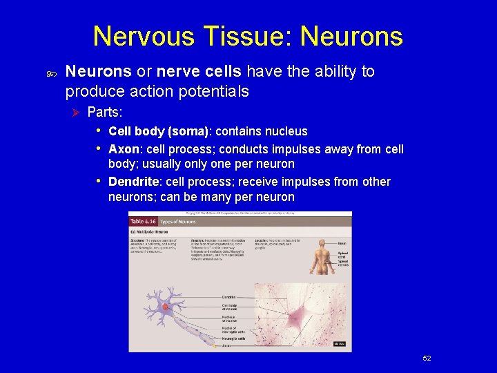 Nervous Tissue: Neurons or nerve cells have the ability to produce action potentials Ø