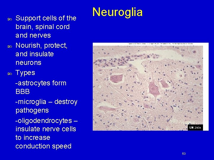  Support cells of the brain, spinal cord and nerves Nourish, protect, and insulate
