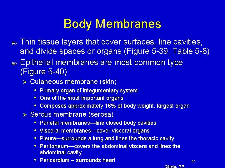 Body Membranes Thin tissue layers that cover surfaces, line cavities, and divide spaces or