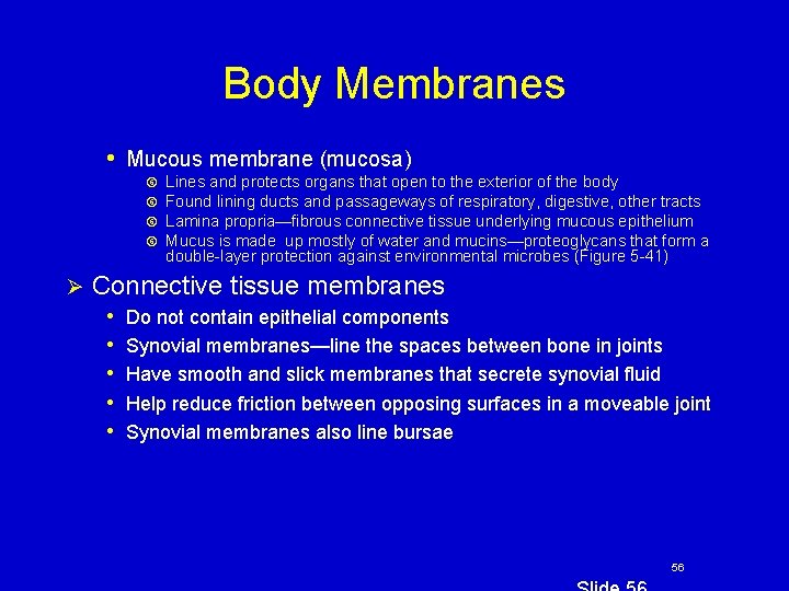 Body Membranes • Mucous membrane (mucosa) Ø Lines and protects organs that open to