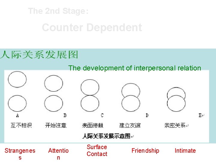 The 2 nd Stage： Counter Dependent The development of interpersonal relation Strangenes s Attentio