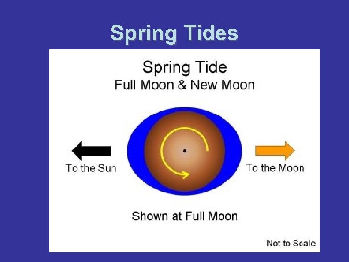 Spring Tides 