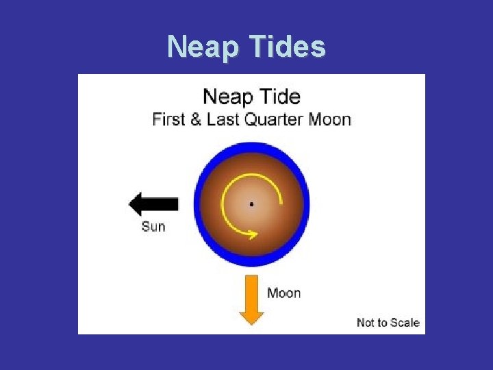 Neap Tides 