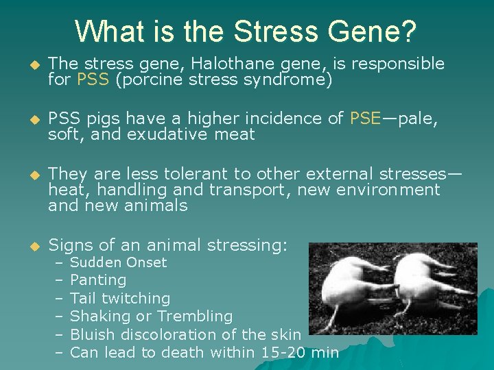 What is the Stress Gene? u The stress gene, Halothane gene, is responsible for