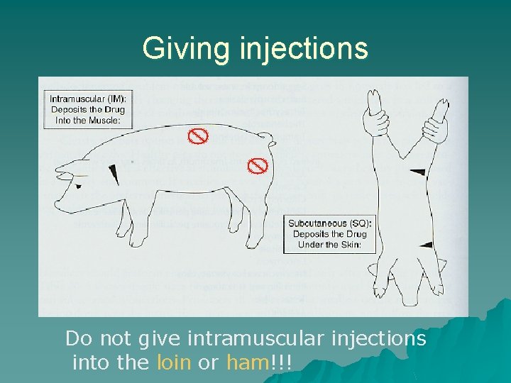 Giving injections Do not give intramuscular injections into the loin or ham!!! 