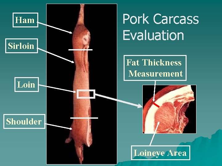 Ham Sirloin Pork Carcass Evaluation Fat Thickness Measurement Loin Shoulder Loineye Area 