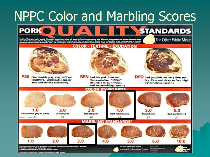 NPPC Color and Marbling Scores 