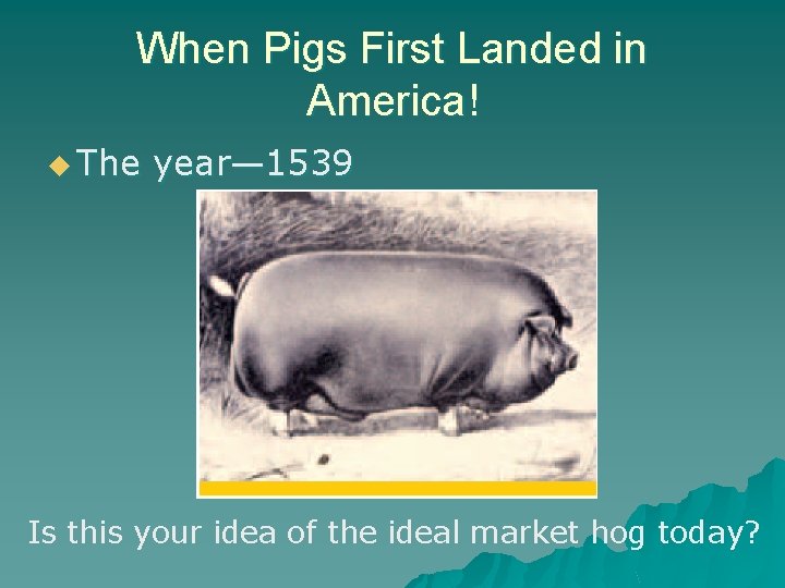 When Pigs First Landed in America! u The year— 1539 Is this your idea