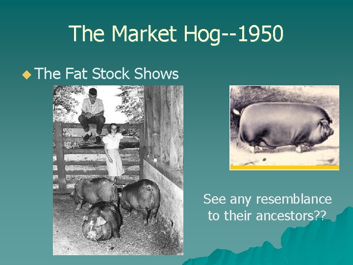 The Market Hog--1950 u The Fat Stock Shows See any resemblance to their ancestors?