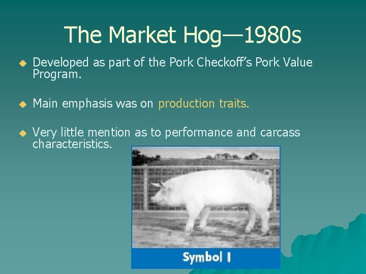 The Market Hog— 1980 s u Developed as part of the Pork Checkoff’s Pork