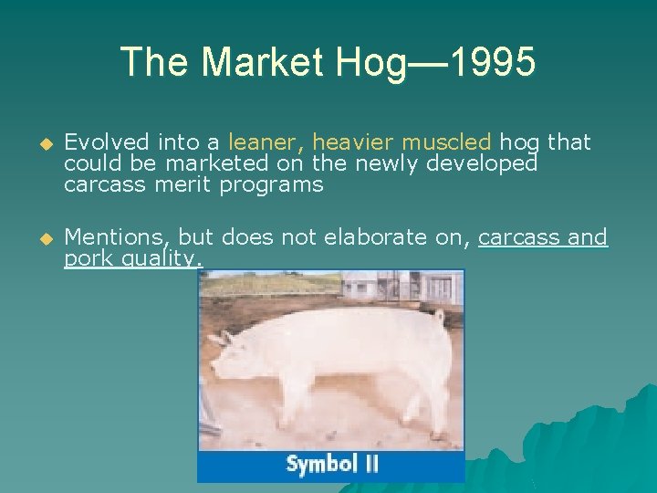 The Market Hog— 1995 u Evolved into a leaner, heavier muscled hog that could