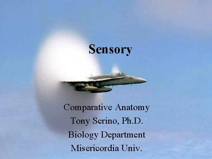 Sensory Comparative Anatomy Tony Serino, Ph. D. Biology Department Misericordia Univ. 