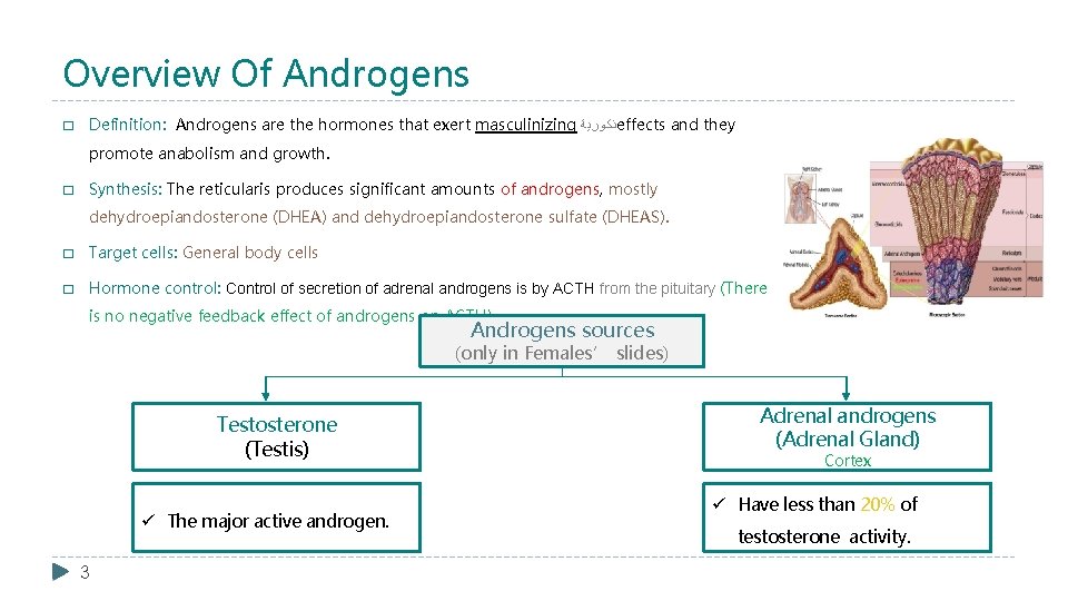 Overview Of Androgens � Definition: Androgens are the hormones that exert masculinizing ﺫﻛﻮﺭﻳﺔ effects