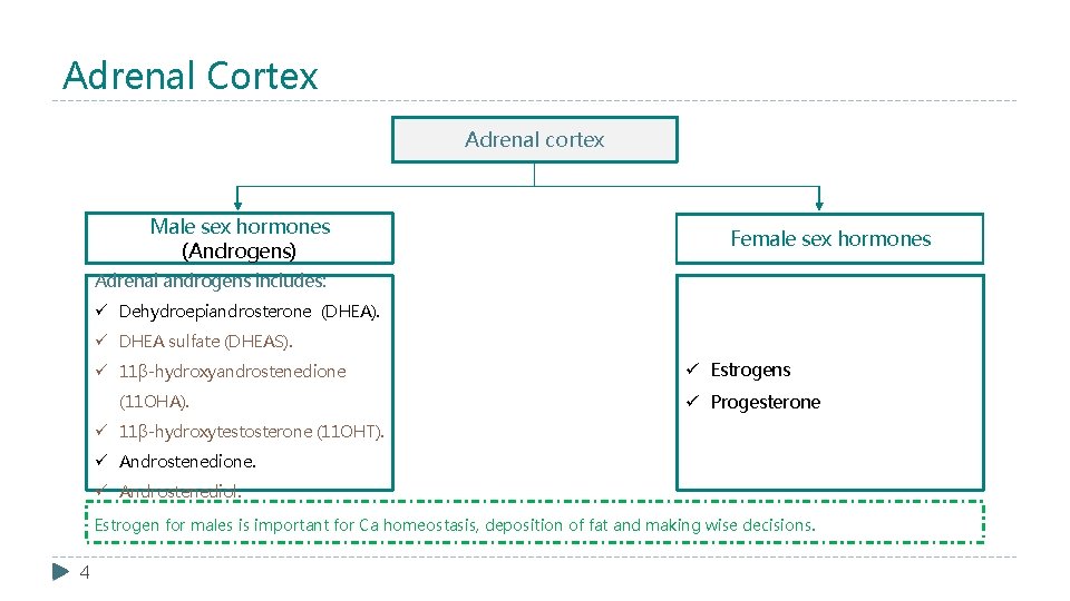 Adrenal Cortex Adrenal cortex Male sex hormones (Androgens) Female sex hormones Adrenal androgens includes: