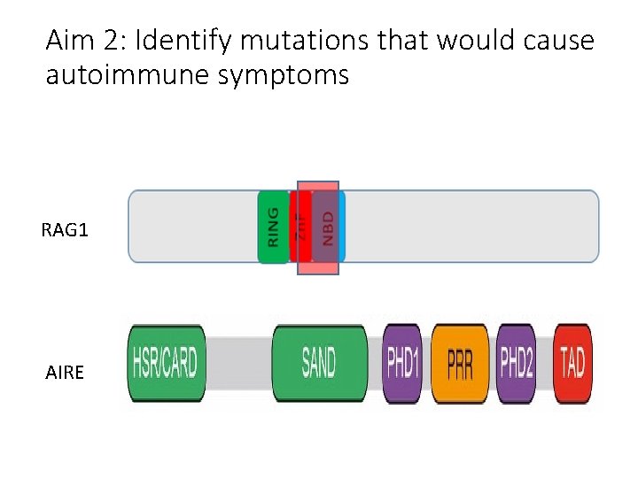 Aim 2: Identify mutations that would cause autoimmune symptoms RAG 1 AIRE 