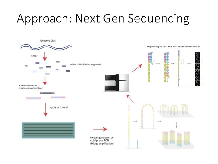 Approach: Next Gen Sequencing 