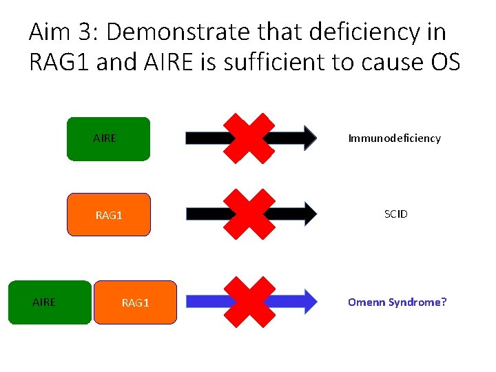 Aim 3: Demonstrate that deficiency in RAG 1 and AIRE is sufficient to cause