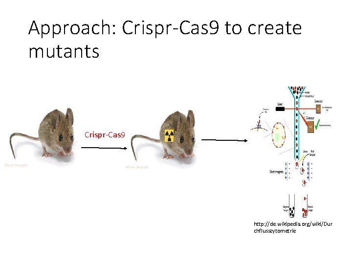 Approach: Crispr-Cas 9 to create mutants Crispr-Cas 9 http: //de. wikipedia. org/wiki/Dur chflusszytometrie 