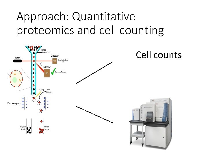 Approach: Quantitative proteomics and cell counting Cell counts 