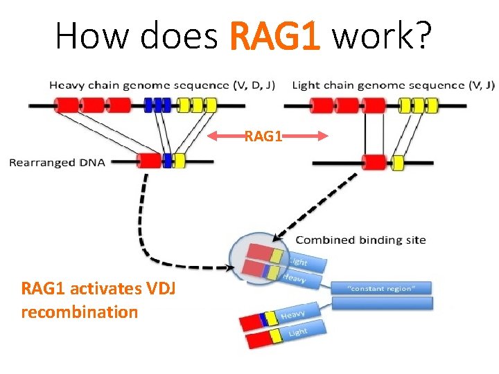 How does RAG 1 work? RAG 1 activates VDJ recombination 