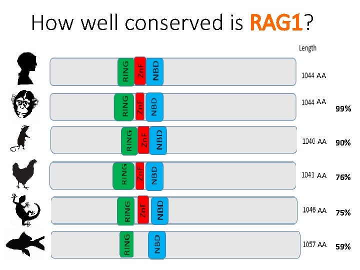 How well conserved is RAG 1? AA AA 99% AA 90% AA 76% AA