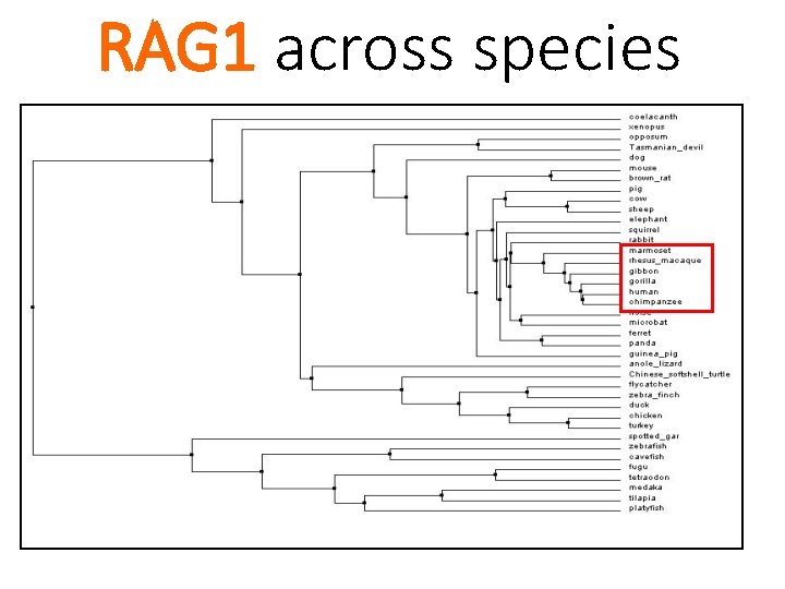 RAG 1 across species 