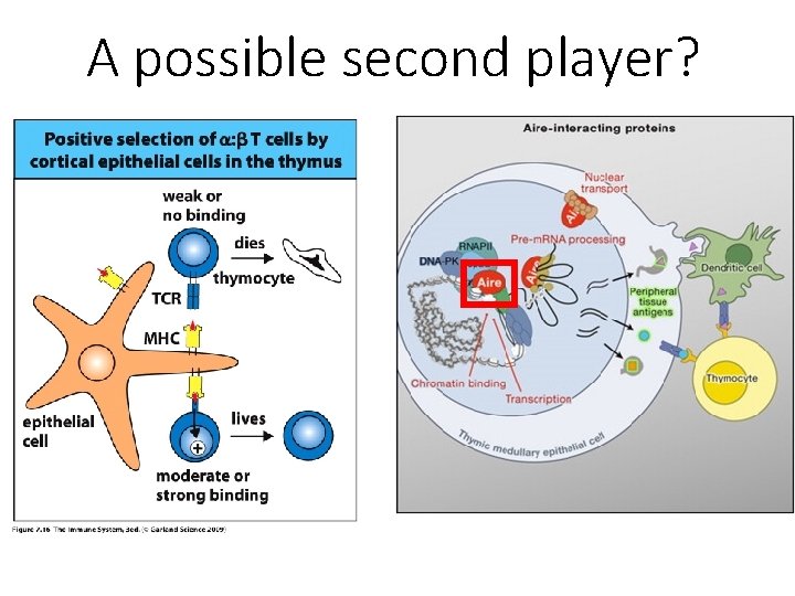 A possible second player? 