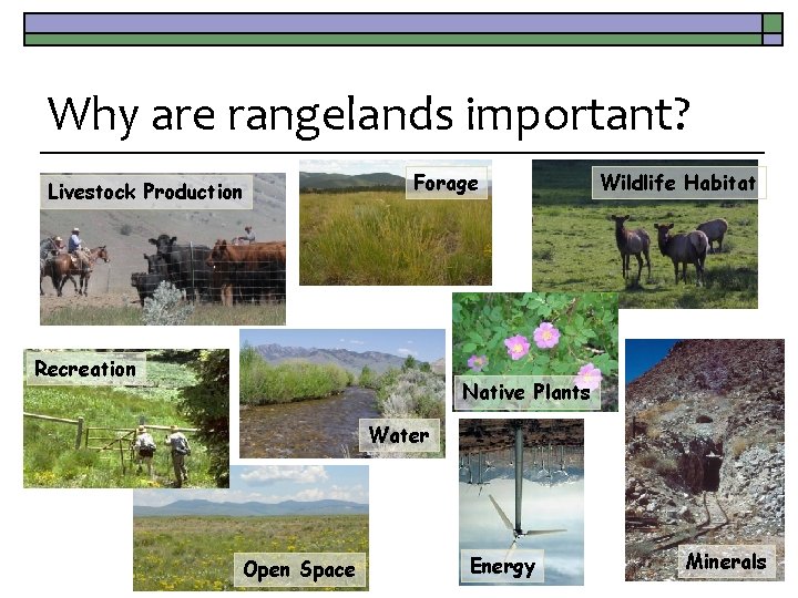Why are rangelands important? Livestock Production Forage Recreation Wildlife Habitat Native Plants Water Open