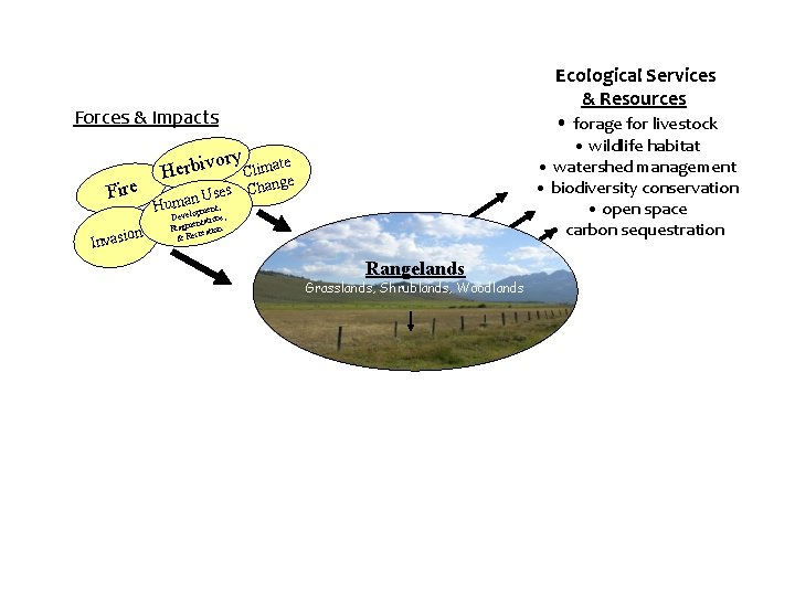 Ecological Services & Resources • forage for livestock Forces & Impacts Fire on Invasi