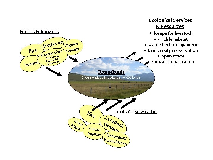 Ecological Services & Resources • forage for livestock Forces & Impacts Fire on Invasi