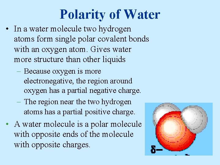 Polarity of Water • In a water molecule two hydrogen atoms form single polar