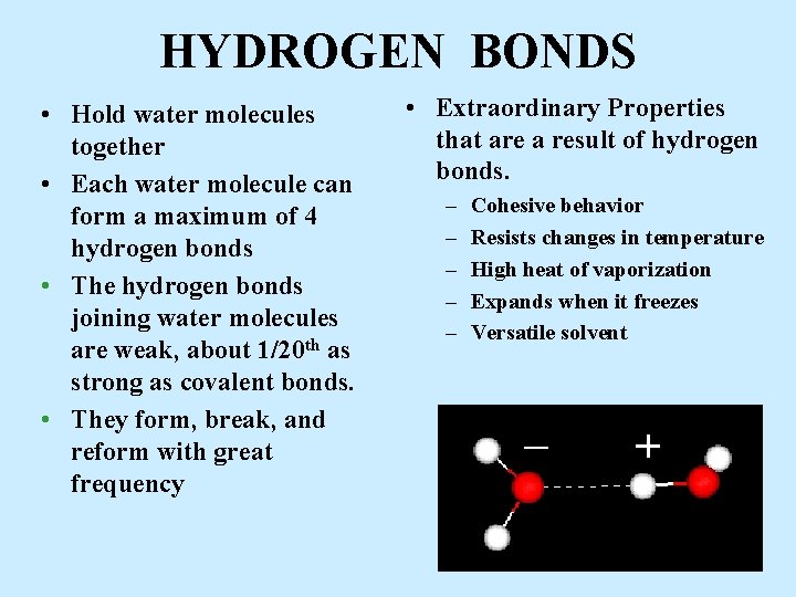 HYDROGEN BONDS • Hold water molecules together • Each water molecule can form a