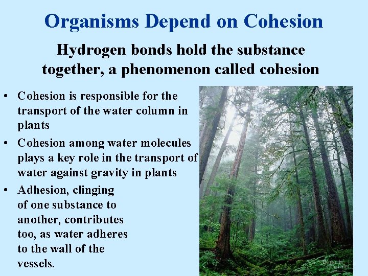 Organisms Depend on Cohesion Hydrogen bonds hold the substance together, a phenomenon called cohesion